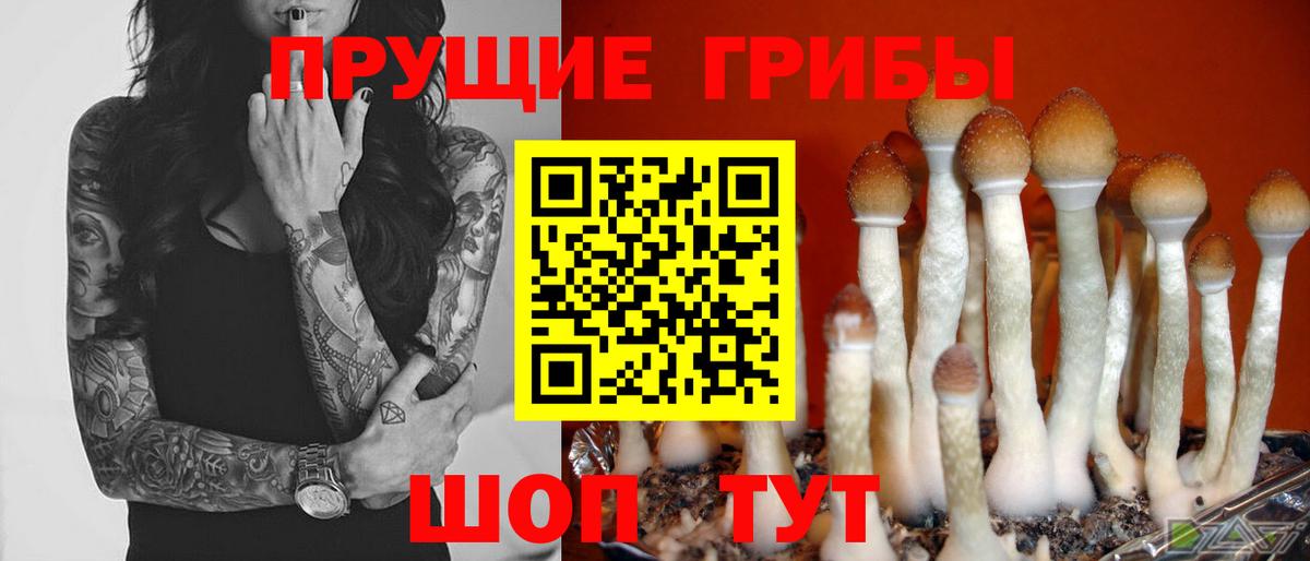 Родники  Галлюциногенные грибы GOLDEN TEACHER  Вход с VPN  Псилоцибиновые грибы Magic Shrooms 